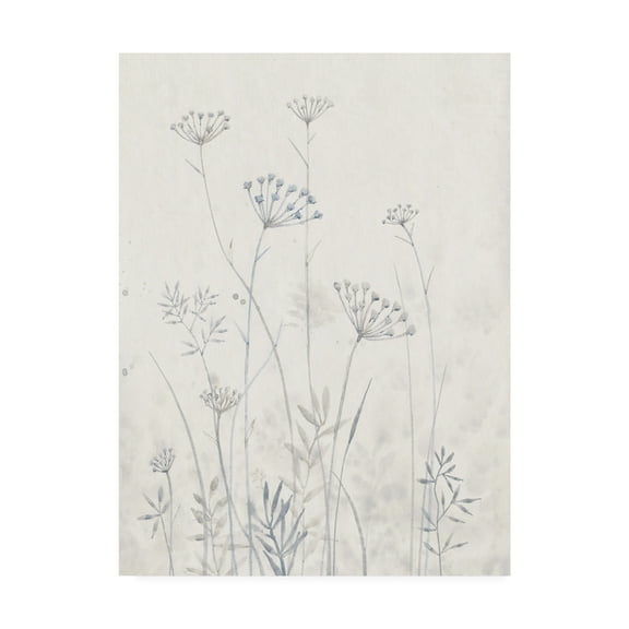 Trademark Fine Art 'Neutral Queen Anne's Lace I' Canvas Art by Tim OToole