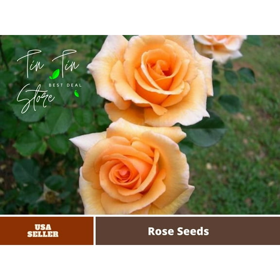 30 Rare Seeds| Winter Sunset Hardly Rose Seeds#1008| |BUY 4 GET 1 FREE