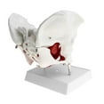 thumbnail image 2 of Female Pelvis with Organs - Pelvic Floor Muscles and Reproductive Organs -, 2 of 5