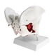 thumbnail image 2 of Modelo de Pelvis Femenina de Tamaño Natural con Músculos Del Piso Pélvico Coloreados Cola Estatua humana de la pelvis femenina, 2 of 5
