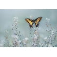 thumbnail image 2 of Sabol, Petar 14x11 White Modern Wood Framed Museum Art Print Titled - Swallowtail beauty, 2 of 4