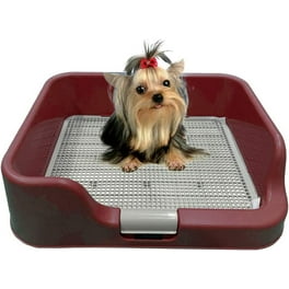 Klean paws indoor potty best sale