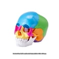 thumbnail image 3 of KFFKFF Anatomical Skull Replica, 22 Component Life-Sized Painted Skull Structure, PVC Constructed Educational Skull, Separable Study Skull Model, Ideal for Academic Instruction, 3 of 9