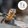 thumbnail image 2 of set of Reptile Feeding Bowl Water Food Feeder Feeding Tong Long Tweezers, 2 of 6