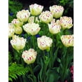thumbnail image 3 of Danceline Double Late Tulip 7 Bulbs - 12/+ cm Bulbs, 3 of 4