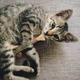 thumbnail image 5 of Catnip Infused Silvervine Stick, Natural Dental Care Toy For Kitten Teething, Stress Reduction And Digestive Support, 2PCS, 5 of 5
