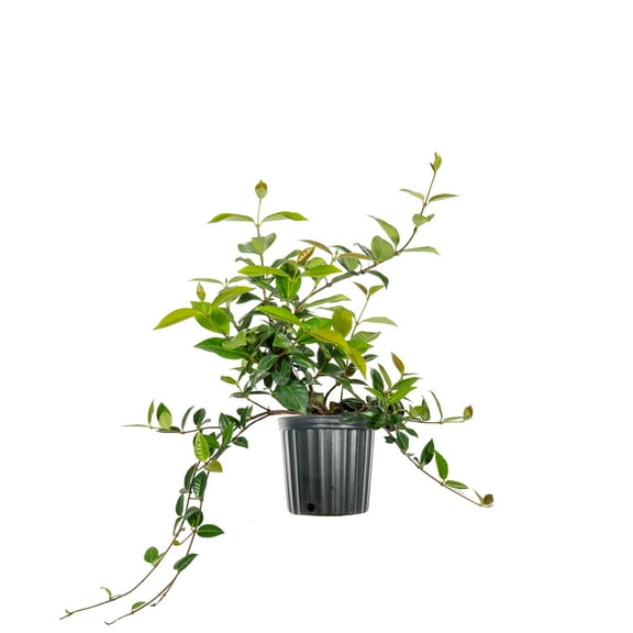 1 Gal. Asiatic Jasmine Shrub - Evergreen - Erosion Control