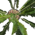 thumbnail image 3 of ADDHAT 2Ud Planta Sansevieria Falsa Para Interior Y Exterior, 3 of 6