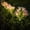 Pink, variant on Horivan Solar Lilies Flower Lights Outdoor Solar Powered LED Garden Stake Lights Waterproof Landscape Lighting for Yard Patio Pathway Decor