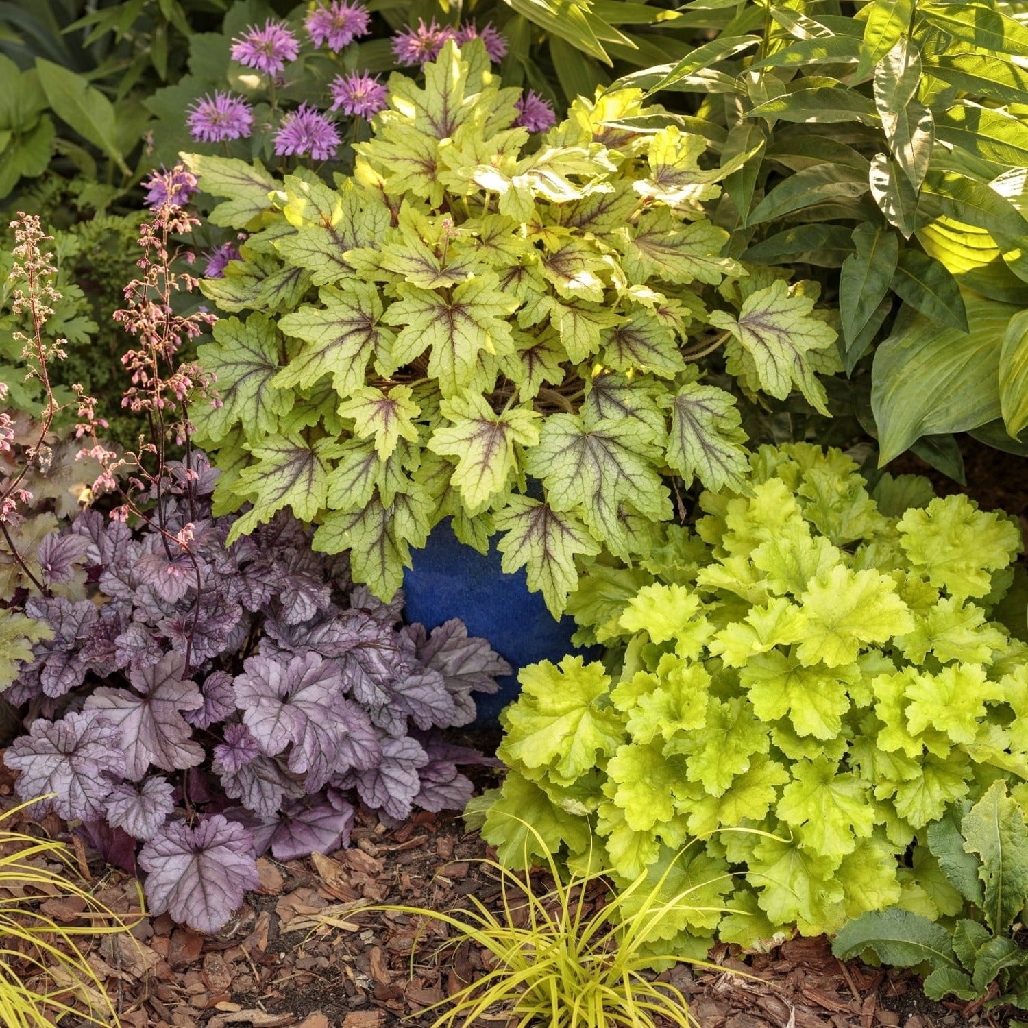 Proven Winners 6" Yellow Dolce 'Apple Twist' Coral Bells Live Plant in 6.5" Pot
