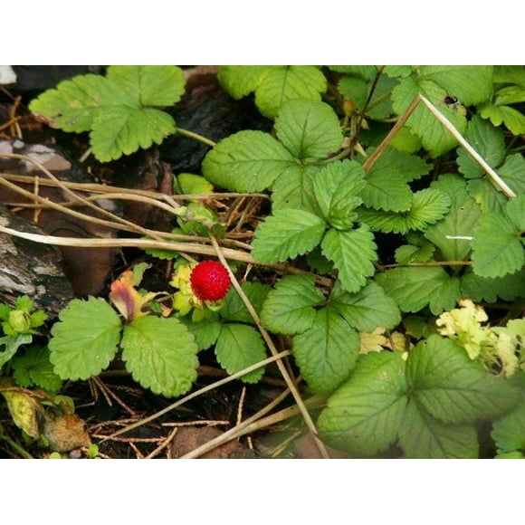 50 Edible Red MOCK STRAWBERRY Potentilla Indica Duchesnea Fruit Berry Seeds