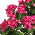 thumbnail image 3 of Nearly Natural 34" Bougainvillea Artificial Topiary with Wood Planter Box, Pink, 3 of 5