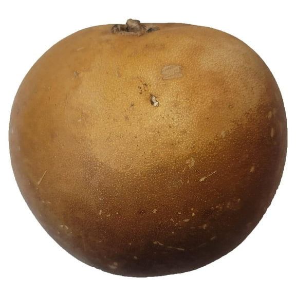 Naturejam Guaje Cirial 1 Count-100% Natural Wildcraft-No Processing aka Calabash