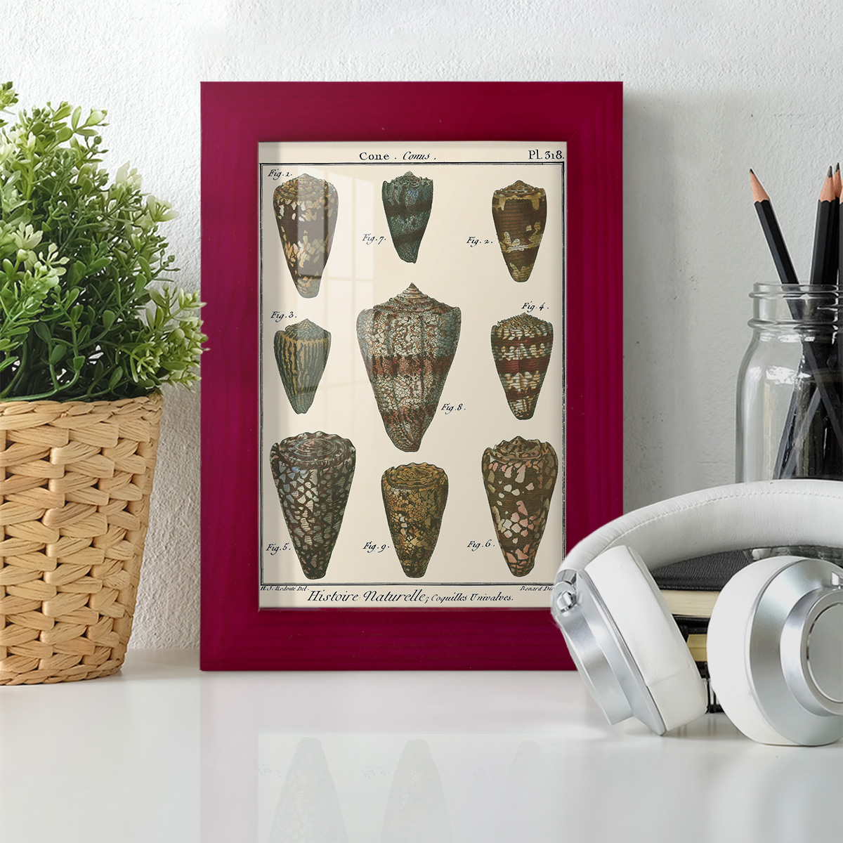 Cone Shell pl. 318 -Framed Print w/glass-Cherry Red
