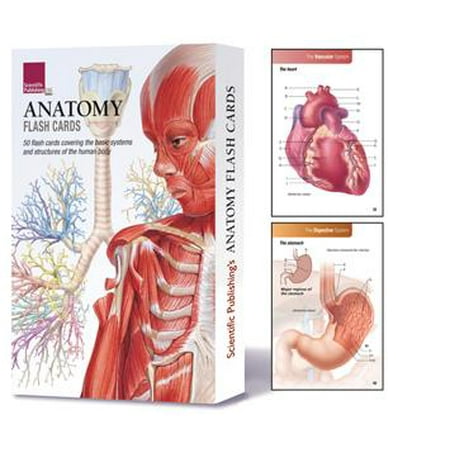 Anatomy Flash Cards (Best Anatomy Flash Cards For Nursing Students)
