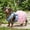 Blue#109, variant on Pet Dog Kitty Striped Dress – Cute Puppy Princess Skirt, Soft Breathable Summer Clothes for Small Dogs & Kittens | S