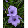 thumbnail image 3 of Pack of 4 Katie's Dwarf Blue Ruellia Live Starter Plants for Planting, Mexican Petunia Plants, Purple-Blue Flowers, 4 to 9 Inch Tall, No Ship Pot, 3 of 7