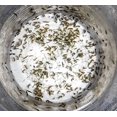 thumbnail image 4 of AQUACULTURE NURSERY FARMS Amphipods Plus 16oz Bag of Live Tisbe copepods. (100 cnt), 4 of 4