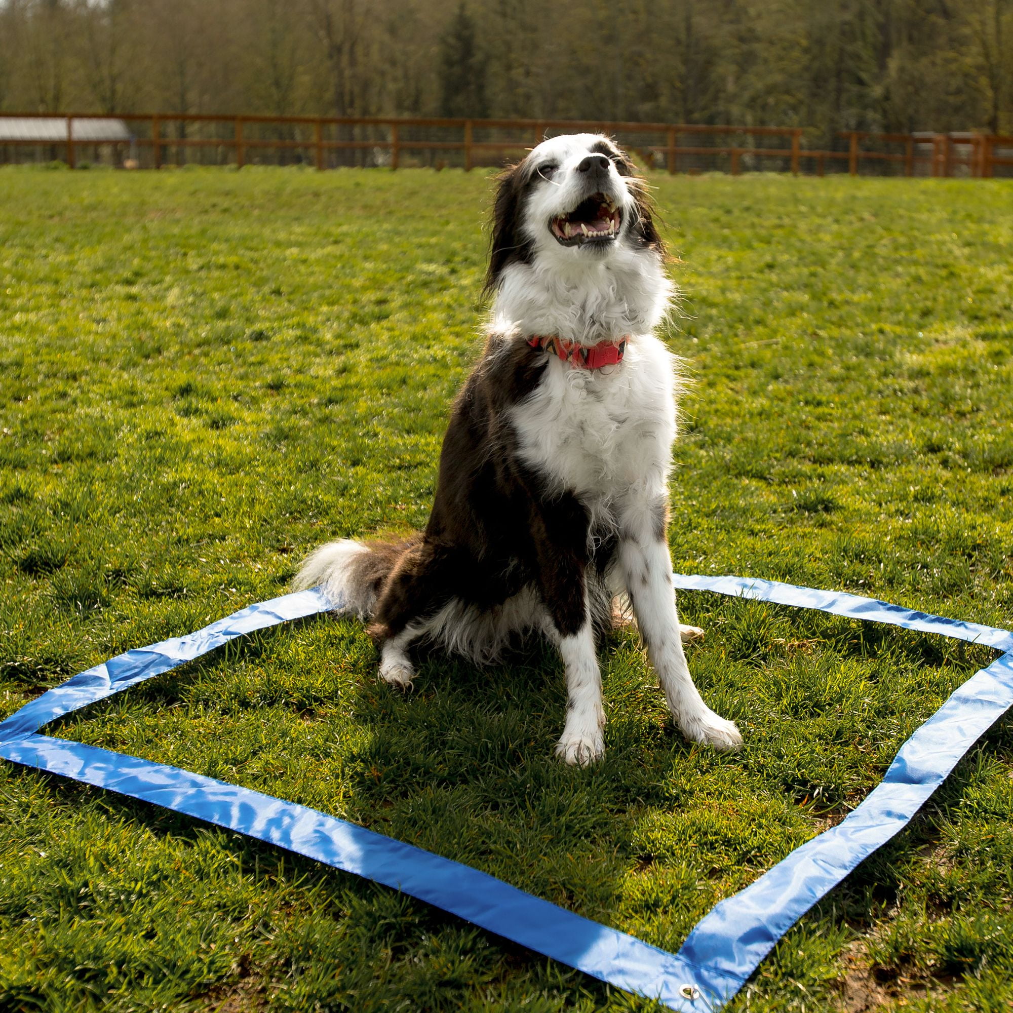 cheering pet dog agility equipment obstacle course dog tunnel