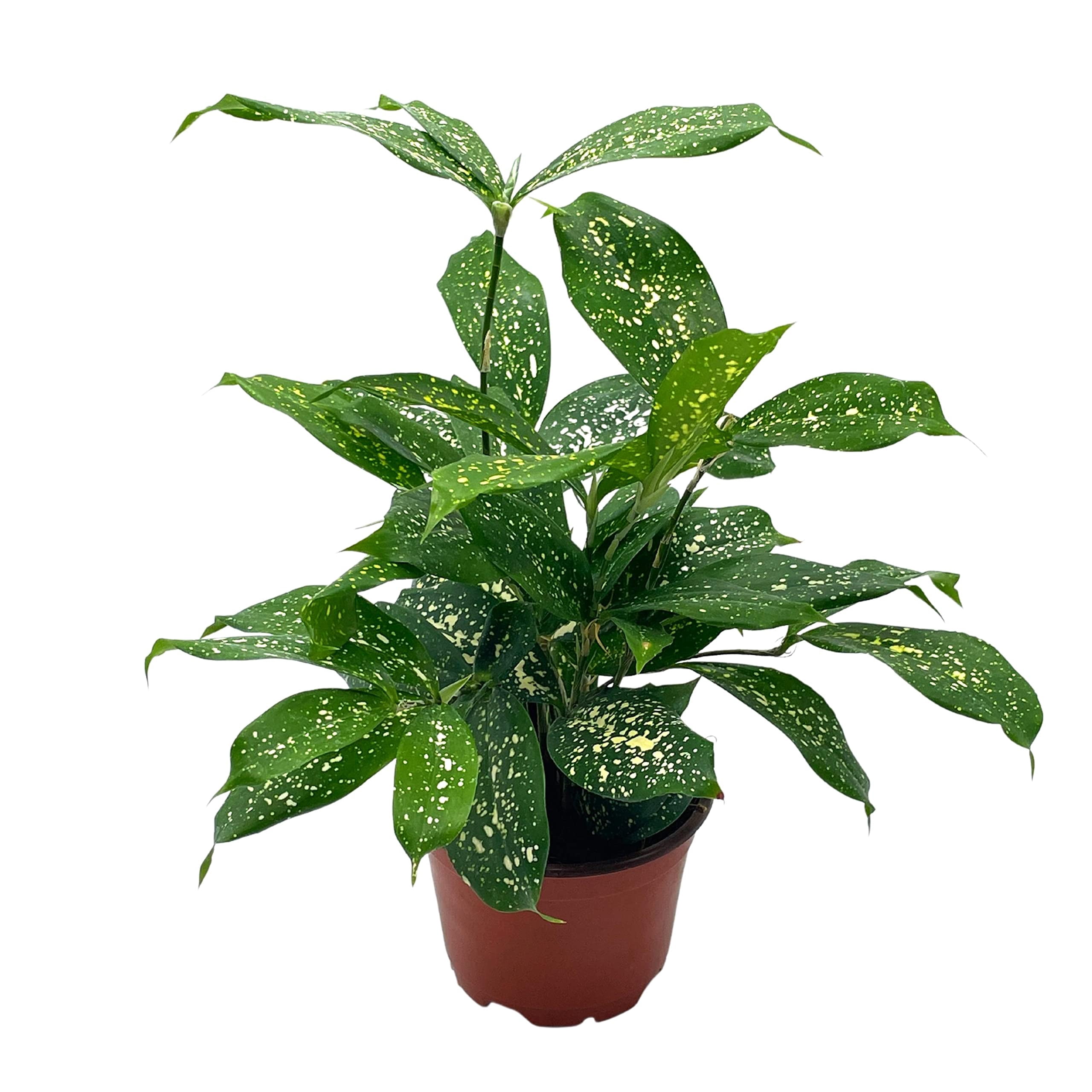 Dracaena Surculosa, 4 inch, Gold dust, Japanese Bamboo, Spotted