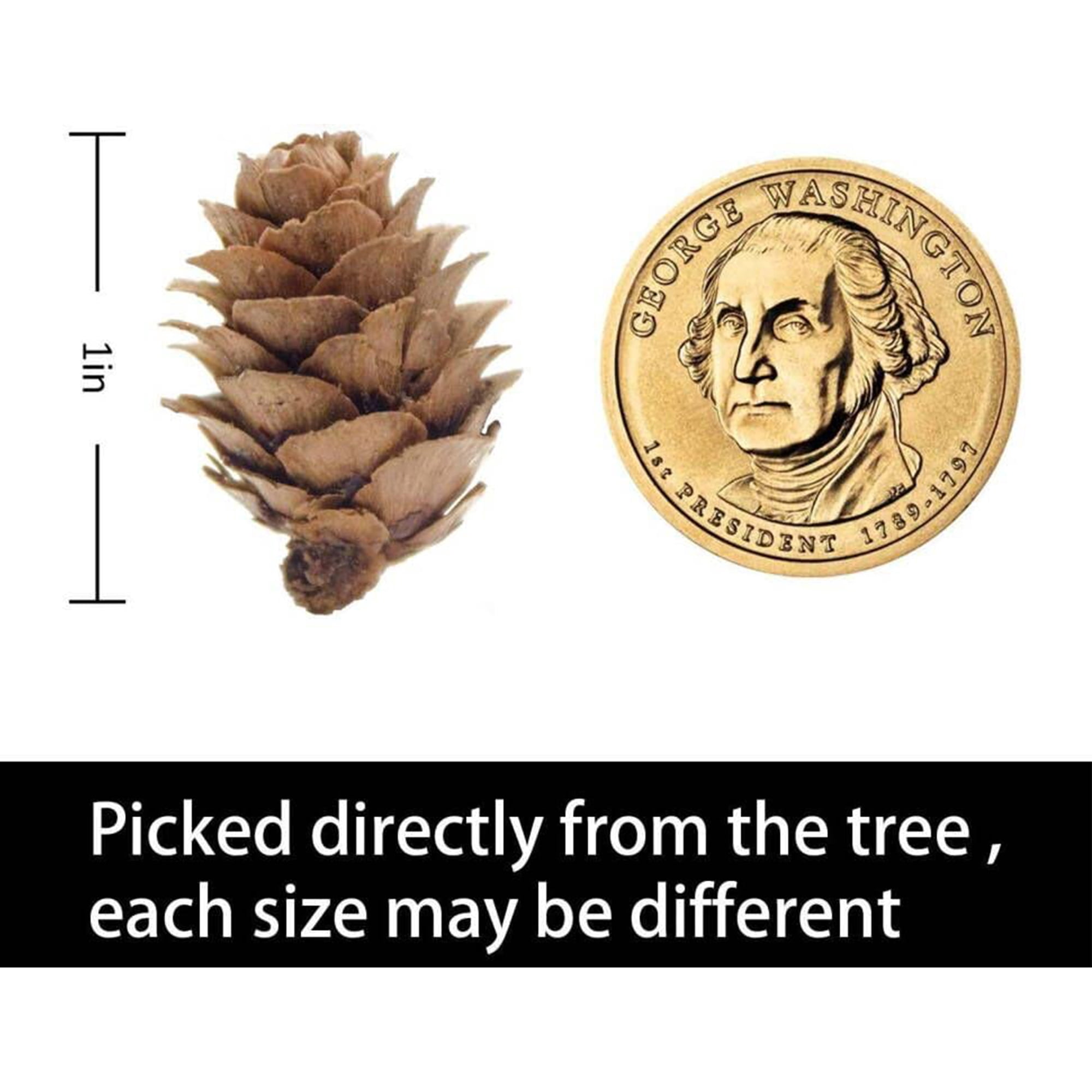 Ebaokuup 800 Pcs Mini Natural Pine Cones for Christmas Fall Wedding Crafts