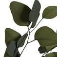 thumbnail image 2 of Vickerman Natural Botanicals 18" Eucalyptus Populus, Green Preserved Foliage Dried Eucalyptus Foliage, 100 Grams Per Pack, 2 of 2