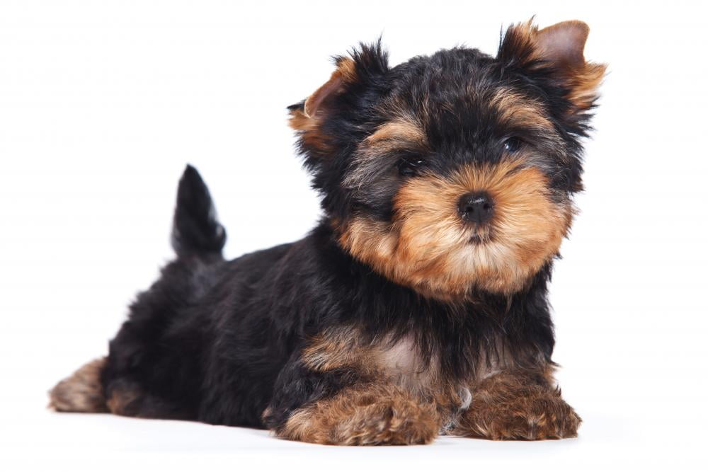 Yorkshire Terrier Puppy White Wall Mural By Wallmonkeys Peel And Stick Graphic 24 In W X 16 In H Wm81358 Walmart Com Walmart Com