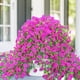 thumbnail image 5 of Flores colgantes artificiales Yastouay Morning Glory Fuchsia x4, 5 of 9