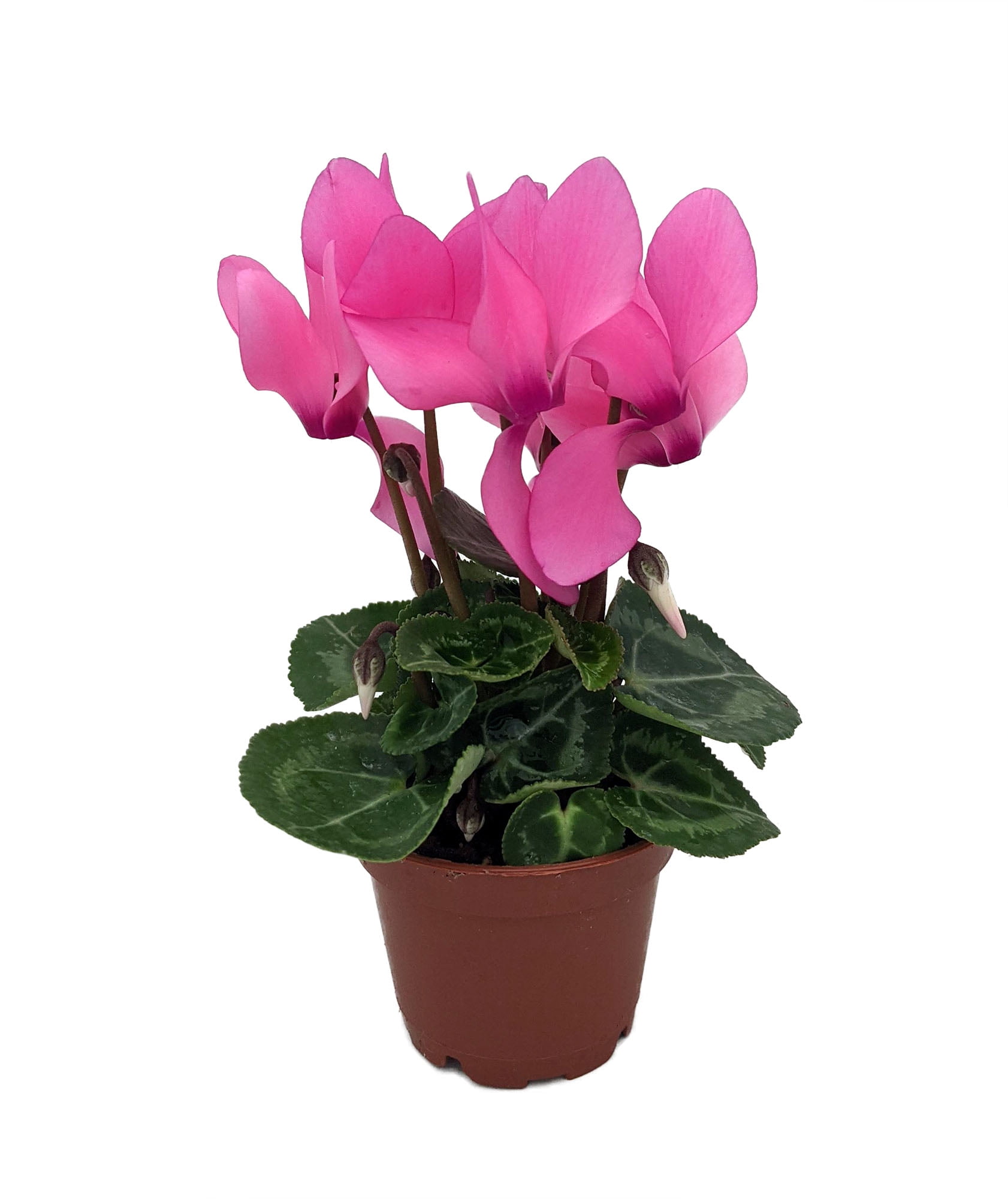Bubblegum Pink Persian Violet Cyclamen House Plant 2