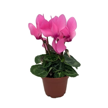 Bubblegum Pink Persian Violet - Cyclamen - House Plant - 2.5" Pot