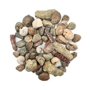Fossil Mix | Bag of Genuine Fossils!