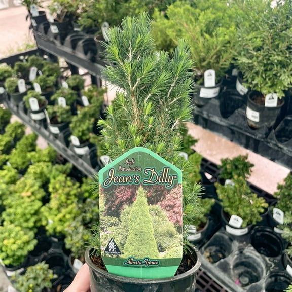 Jean's Dilly Alberta Spruce- Live Bonsai Starter Plant - 4" Growers Pot