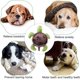 thumbnail image 4 of Pet Squeaky Toys for Dogs Cats, Cute Tortoise Shape Dog Plush Toy, Soft Cat Chewing Toy for Teething Cleaning, Dog Interactive IQ Training Puzzle Toy,, 4 of 5
