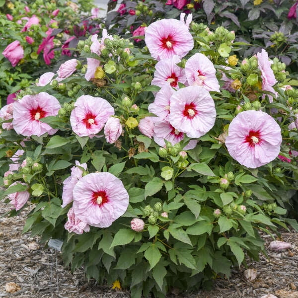Proven Winners 18" Pink Summerific 'All Eyes on Me' Rose Mallow (Hibiscus hybrid) Perennial Live Plant in 9.38" Pot