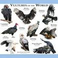 thumbnail image 3 of CafePress - Vultures Of The World Light T Shirt - Men's Classic Graphic T-Shirt, 3 of 4