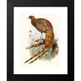 thumbnail image 2 of Joseph Smit 19x24 Black Modern Framed Museum Art Print Titled - Phasianus Soemmerringi, Var Scintillans. (1872), 2 of 5