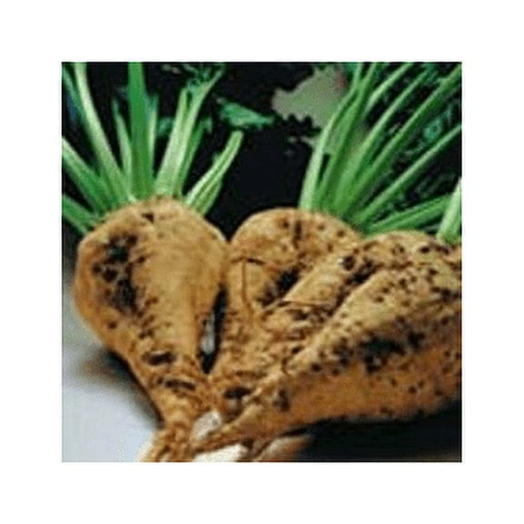 Beet Sugar Great Heirloom Vegetable by Seed Kingdom Bulk 1/4 Lb Seeds