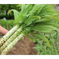 thumbnail image 3 of HJADGG Chinese Celtuce Seeds, Asian Spring Tower, Heirloom Vegetable, 350 Seeds, 3 of 5