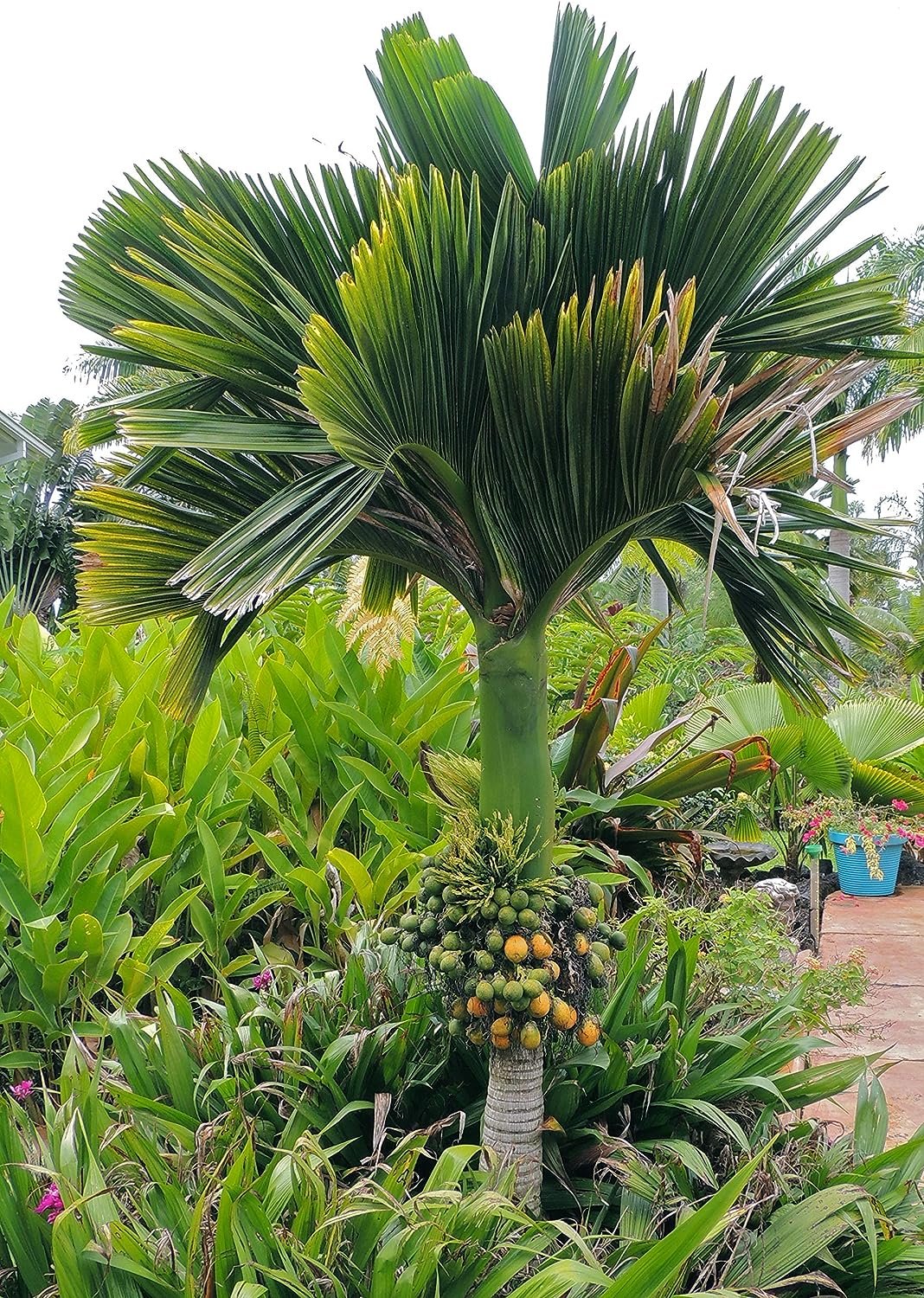 Dwarf Areca Catechu Palm - Live Plant in a 10 Inch Pot - Areca Catechu 'Dwarf' - Breathtaking Ornamental Palms from Florida for The Home and Patio - image 2 of 5