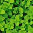 thumbnail image 3 of Pack 2 Peppermint Plants Live, 4-6 Inch Tall Peppermint Herb Starter Plant, Bare Root, Fragrant Mint Plants for Indoors Outdoors Gardens, 3 of 5