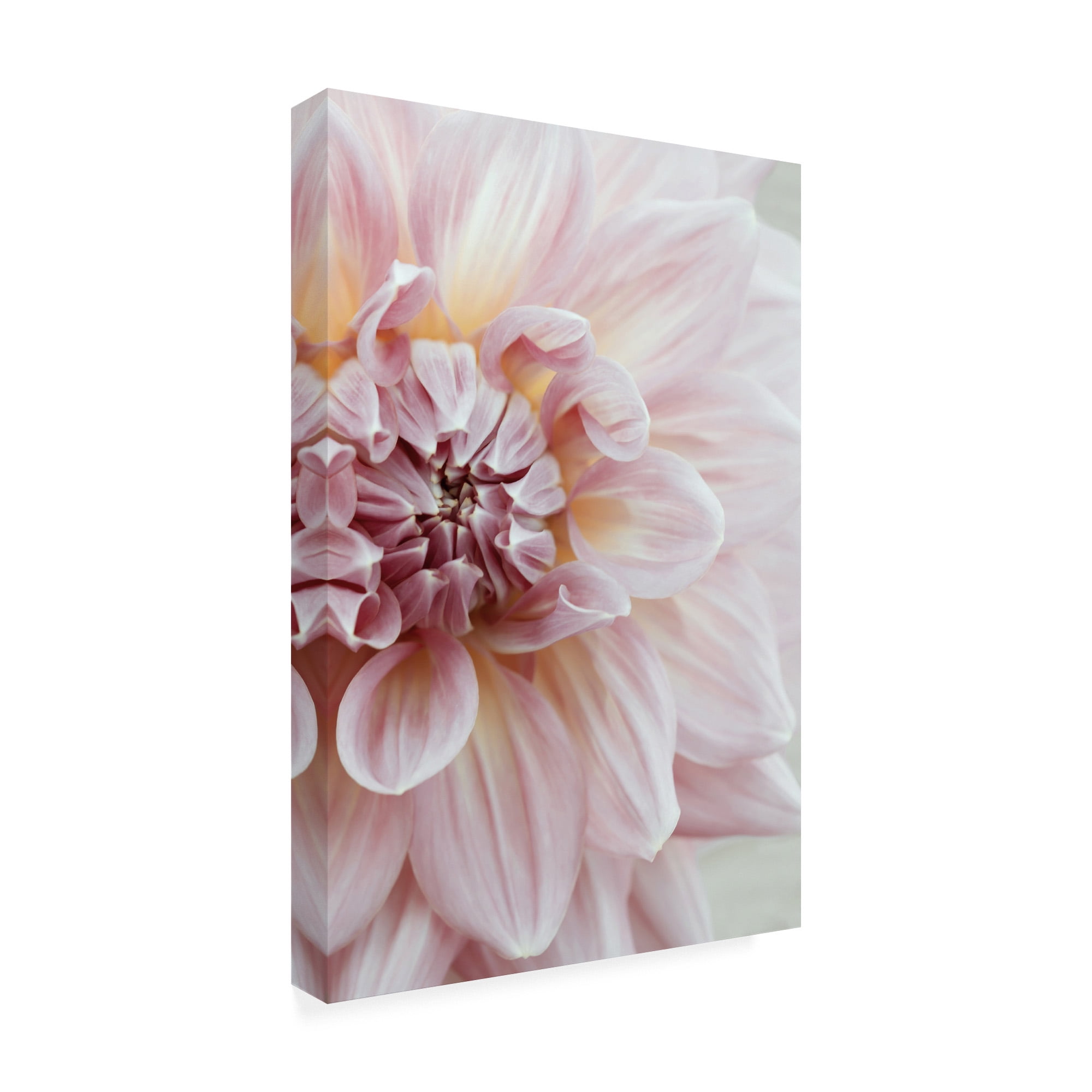 Trademark Fine Art 'Blush Pink Dahlia' Canvas Art by Brooke T. Ryan