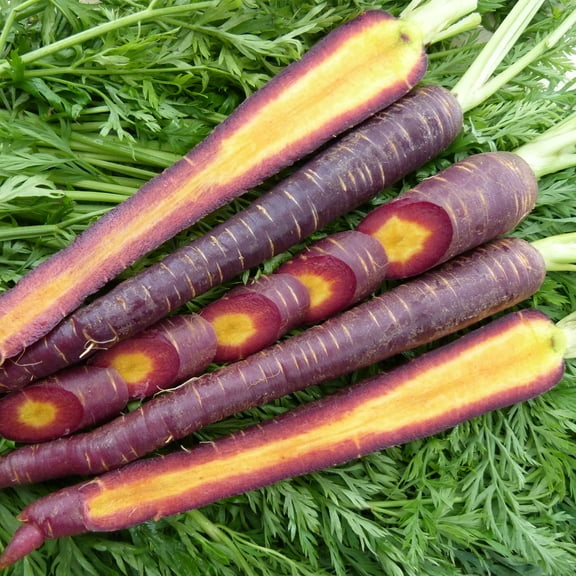 Organic Cosmic Purple Carrot Seed - 1 OZ ~18,200 Seeds - Organic, Non-GMO, Open Pollinated, Heirloom, Vegetable Gardening Seeds