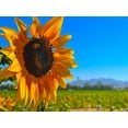 thumbnail image 2 of Tenoever, William 32x25 Black Ornate Wood Framed with Double Matting Museum Art Print Titled - Sunflower3, 2 of 4