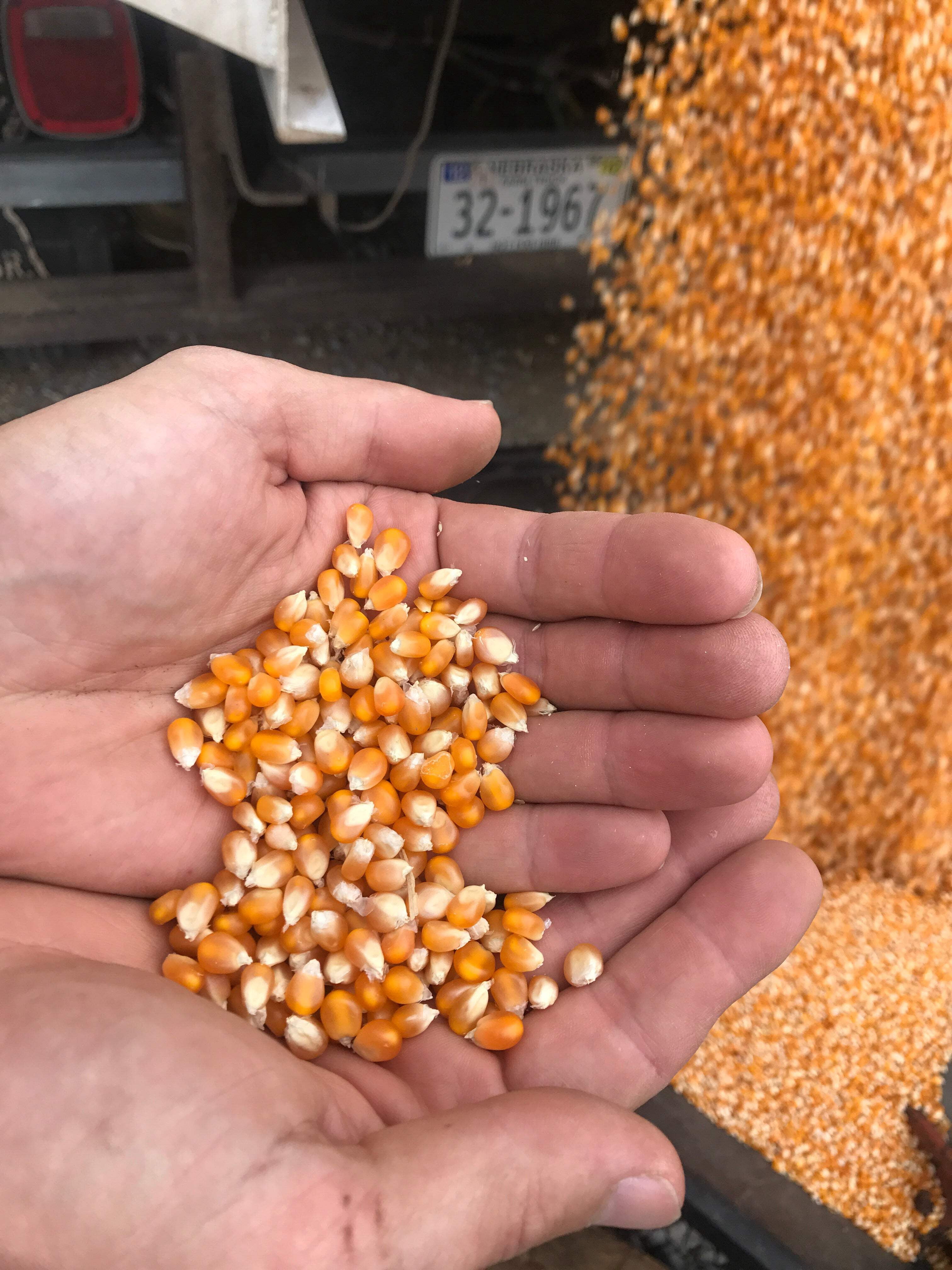 Mushroom Popcorn, 50 lb bag: Farm Fresh, Non-GMO Free Day Popcorn Kernels | Small Farm. Big Flavor
