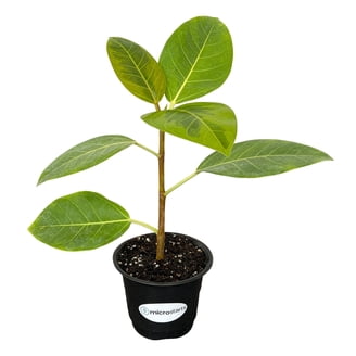Viking Chokeberry Plant - Aronia - Shrub/Bonsai/Wine - 3.25" Pot -  Walmart.com