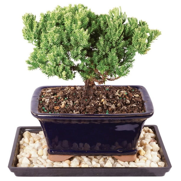 Brussels Live Green Mound Juniper Outdoor Bonsai Tree 4 Years Old 6 To 8 Tall With Decorative Container Humidity Tray Deco Rock Walmart Com Walmart Com
