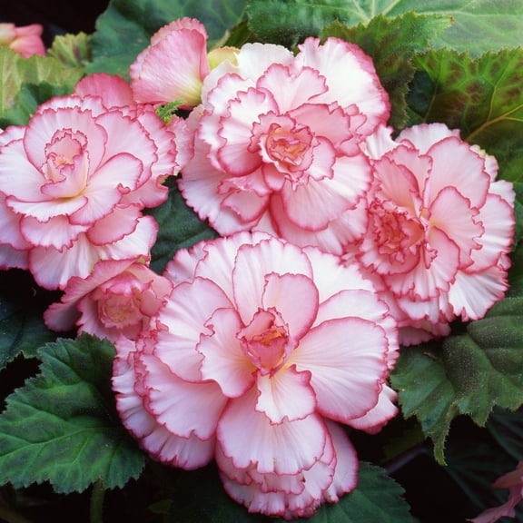 Easy to Grow Begonia Picotee White Pink 3 Tubers, Blooms Summer Partial Shade