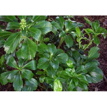 Classy Groundcovers - Pachysandra terminalis 'Green Sheen'  {54 Pots - 2 1/2 (Best Time To Plant Pachysandra)