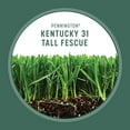 Pennington Kentucky 31 Tall DHF10 Fescue Penkoted Grass Seed 3 lb