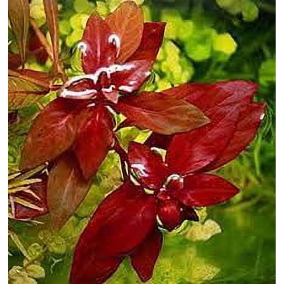 Ludwigia Repens (Rubin) Size: Small 5-8 Inches Live Aquarium Plants BUY 2 GET 1 FREE